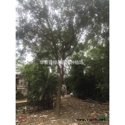 福建黃金香柳批發/供應