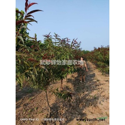 1-8公分精品大葉女貞