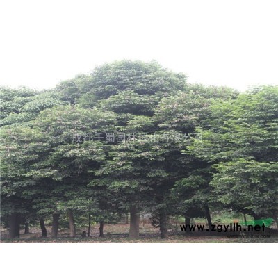 18公分桂花多少錢，郫縣桂花基地18公分怎么賣，供應桂花