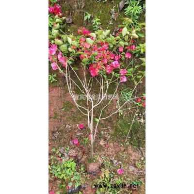 三角梅苗木批發三角梅小苗價格0.9元株