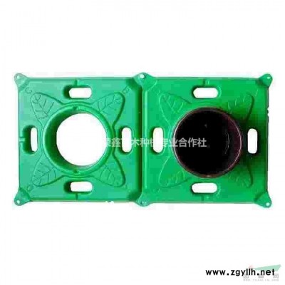 本基地有很多精品小葉女貞批發(fā)價格便宜，江蘇造型小葉女貞盆景批