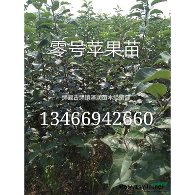 （10公分/12公分/15公分）杏樹價格 杏樹 杏樹產地