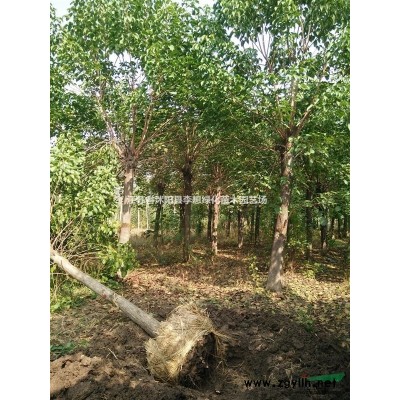 江蘇基地衛矛球 衛矛球價格 衛矛球圖片 工程花壇種植苗木