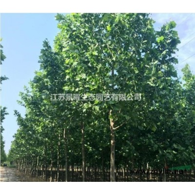 江蘇景曜生態產地/供應/金葉水杉批發/價格/圖片/基地直銷