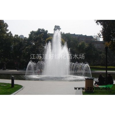 蜀檜圖片\蜀檜報(bào)價(jià)