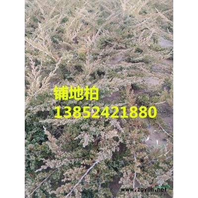 供應(yīng)50高檜柏價格，1米高檜柏價格，2米高檜柏價格