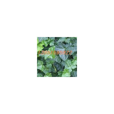 綠色遮陽網(wǎng) 藍(lán)色遮光網(wǎng) 抗老化黑紗網(wǎng) 各種各樣的防曬網(wǎng)