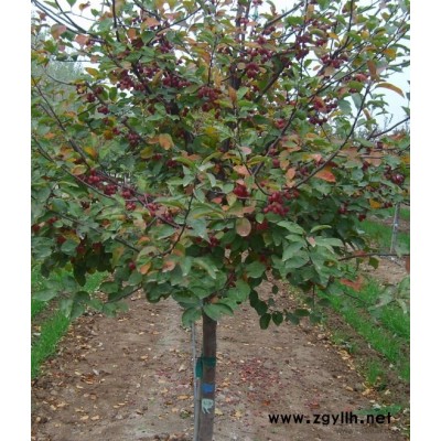 如何保證沙地柏的成活率