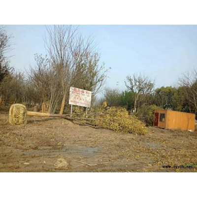 4-7個分支的叢生樸樹大量現貨各種規(guī)格有需要的聯系我