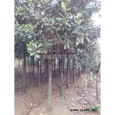 揚州樸樹價格，20公分樸樹價格
