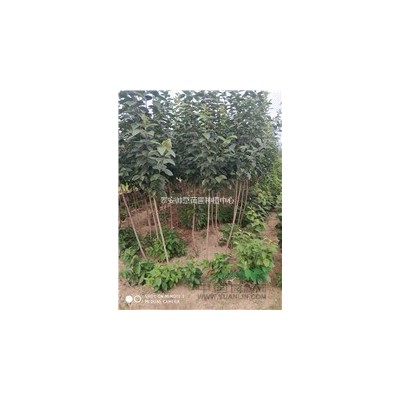 景松圖片 山東景松報(bào)價(jià)表  景松圖片