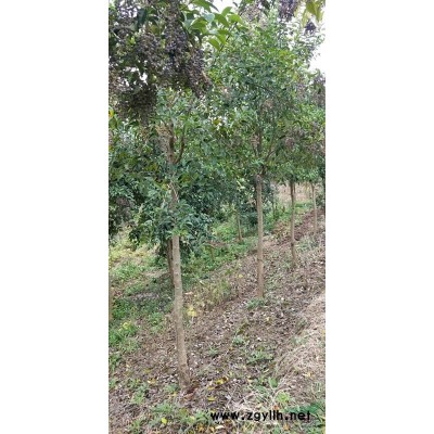 低價處理6—10公分東方杉