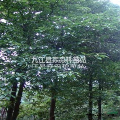 江西苗木基地供應(yīng) 紅豆杉小苗價格 批發(fā)紅豆杉小苗