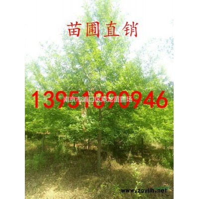 9米雪松價格_10米雪松產地長期有現貨