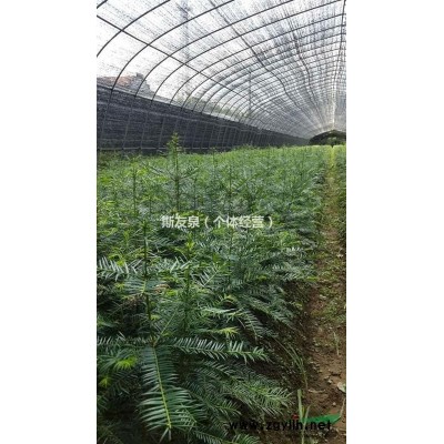 香榧苗 浙江香榧苗 浙江香榧苗價格