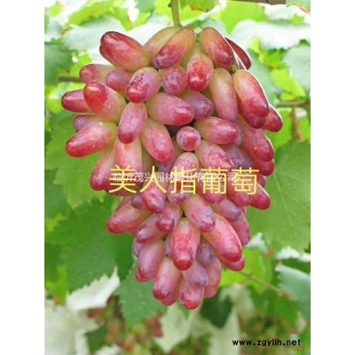 山東蘋果水蜜桃