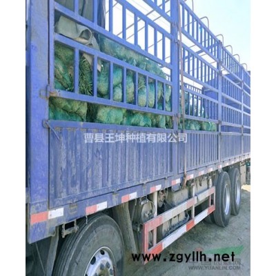 麥冬綠化工程苗路邊麥冬綠化苗木