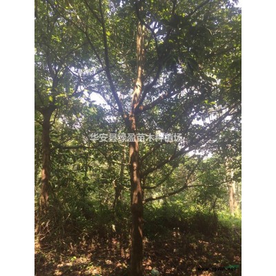 優質特價紅花繼木球1米1米產地直銷