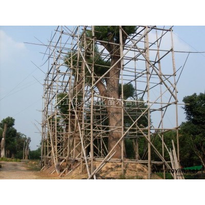 紅花繼木球小葉女貞球價格等