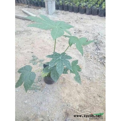 福建漳州供應紅花繼木 紅花繼木球 紅花繼木報價