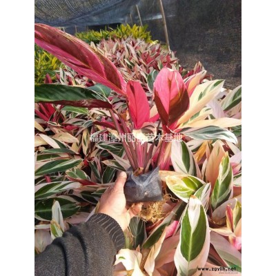 福建紅花繼木球哪里好/哪家便宜