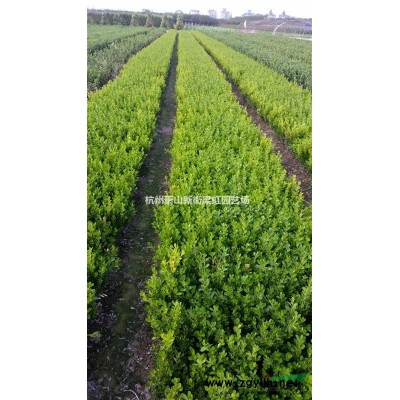 紅花繼木球，紅花繼木球供應(yīng)，蕭山苗木，2020年紅花繼木球價