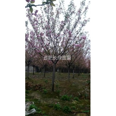 安徽合肥苗圃紅花繼木球質(zhì)量*好，肥西紅花繼木球苗圃供應商