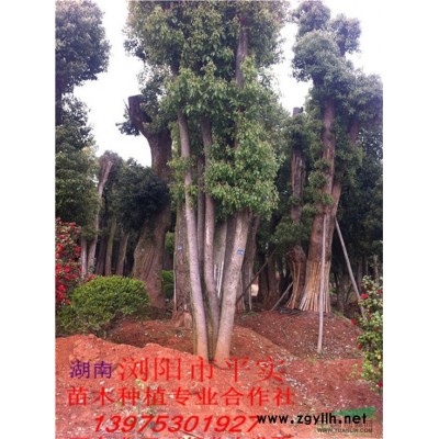 湖南紅花繼木球信息