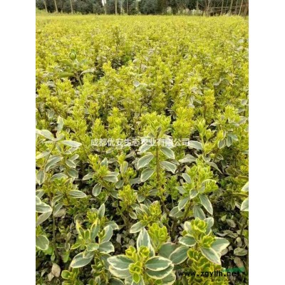 購買四川成都紅花繼木球報價格便宜1米1.5米