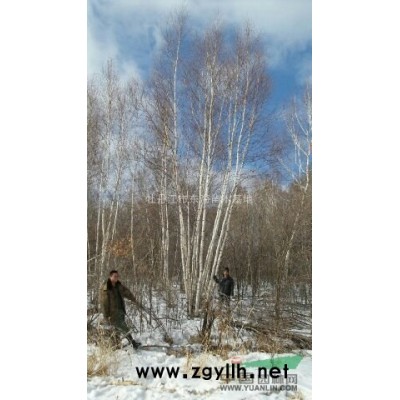 叢生五角楓，2018年叢生五角楓圖片，叢生五角楓價格