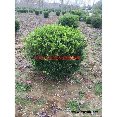 萬紅花繼木球價格_紅花繼木球產地_紅花繼木球綠化苗木苗圃基地