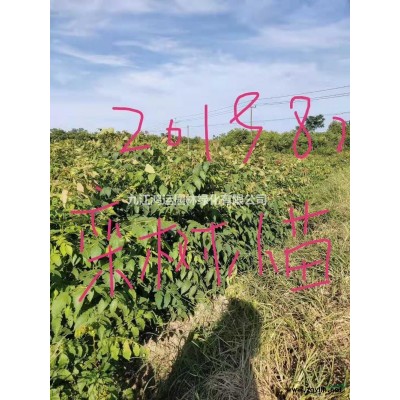 優質精品紅花繼木球 江西精品紅花繼木球價格怎么樣