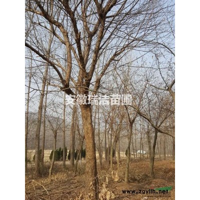 紅花繼木球 紅花繼木 安徽紅花繼木 紅花繼木球