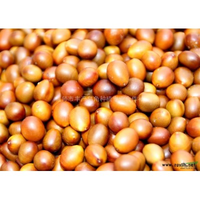 皂角樹苗 小苗 種苗 基地供應各種規格皂角樹苗