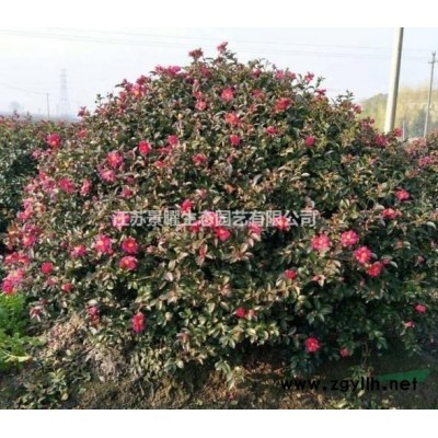 江蘇景曜生態苗木基地/供應紅花繼木球圖片/產地直銷/批發價格