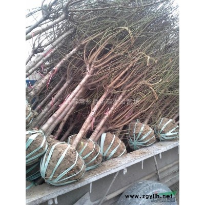 江蘇常州【精品球?qū)９考t葉石楠球，紅花繼木球，海桐球等