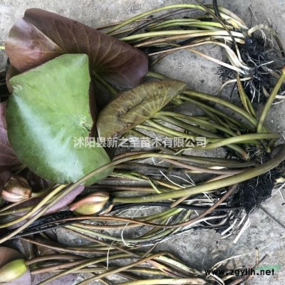 紅花繼木球直銷--當季報價