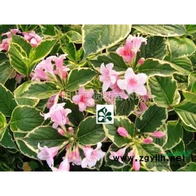 江蘇紅花繼木球信息