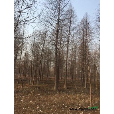 江蘇連云港供應(yīng)1--30公分落羽杉