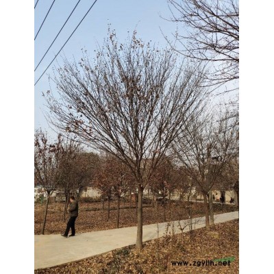 80-150公分高桿紅葉石楠*新價格/80-150公分高桿紅葉石楠報價