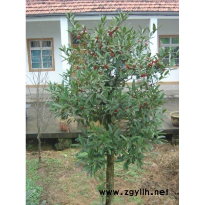 風景樹大葉冬青