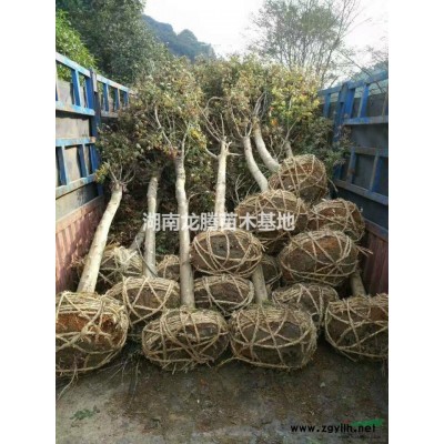 供應湖南紅花繼木小苗、紅花繼木球、紅花繼木造型樹樁