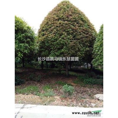 湖南紅繼木 紅花繼木小苗高20cm 紅花繼木球冠幅80cm