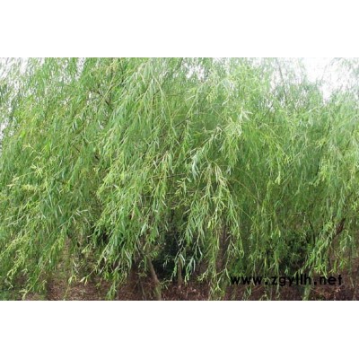 肥西*低價供應紅花繼木球，紅葉石楠球！