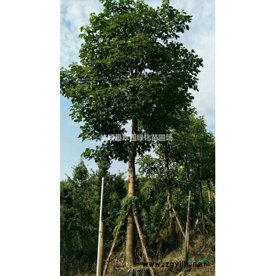 廣西地區供應40-45公分蘋婆