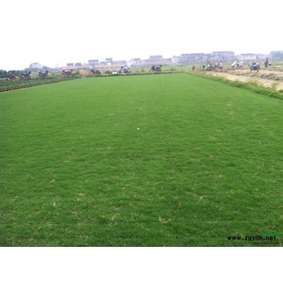 百慕大混播黑麥草