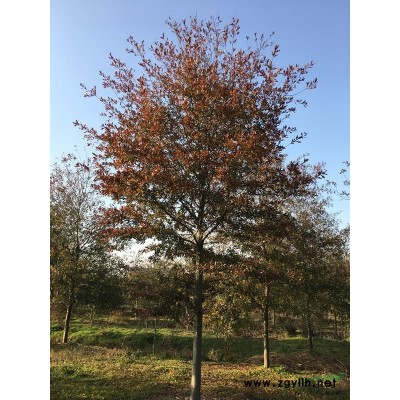 娜塔櫟等北美紅櫟樹系列樹種