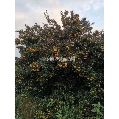 供應高度60-100公分，冠幅60-100公分紅花繼木球