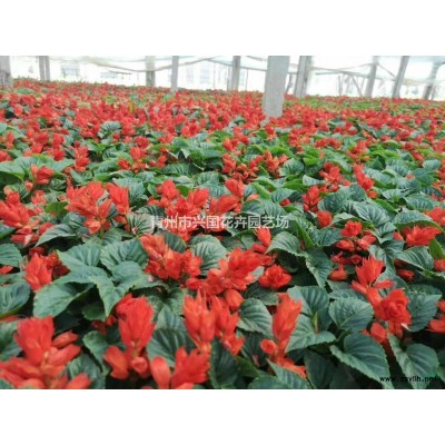 芝櫻什么價格 福祿考多少錢一棵