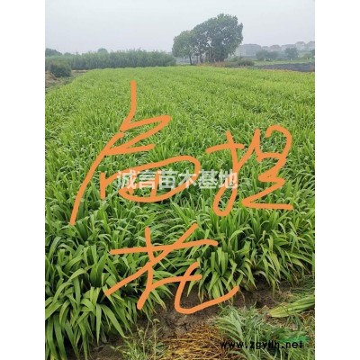 常州精品球基地紅葉石楠球，金森女貞球，紅花繼木球